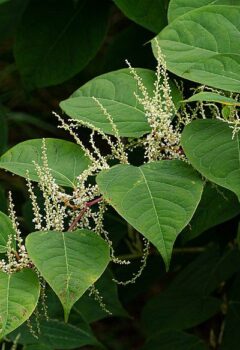 Japanese Knotweed Settlement of £15,000.00 For Stockton-On-Tees Home Owner