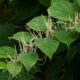 Japanese Knotweed Settlement of £15,000.00 For Stockton-On-Tees Home Owner